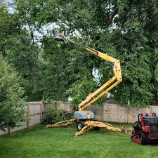 How Our Tree Care Process Works  in Prophetstown, IL